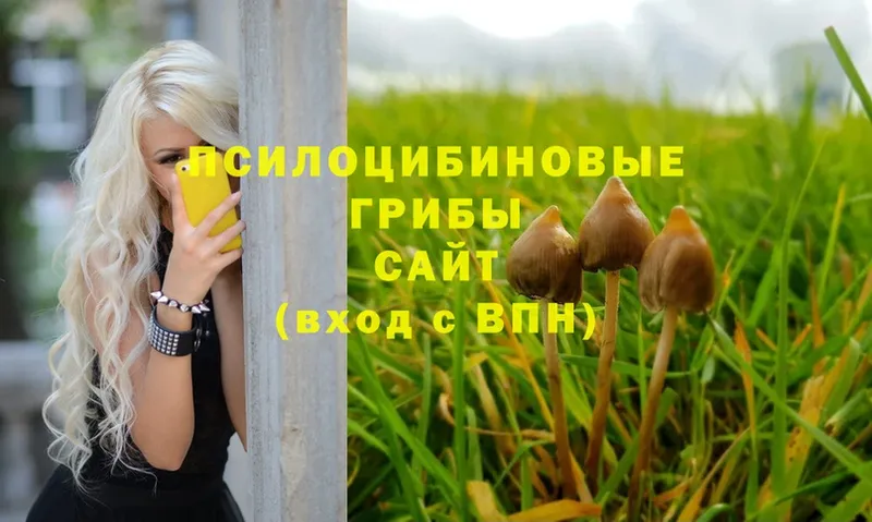 Псилоцибиновые грибы Psilocybe  Искитим 